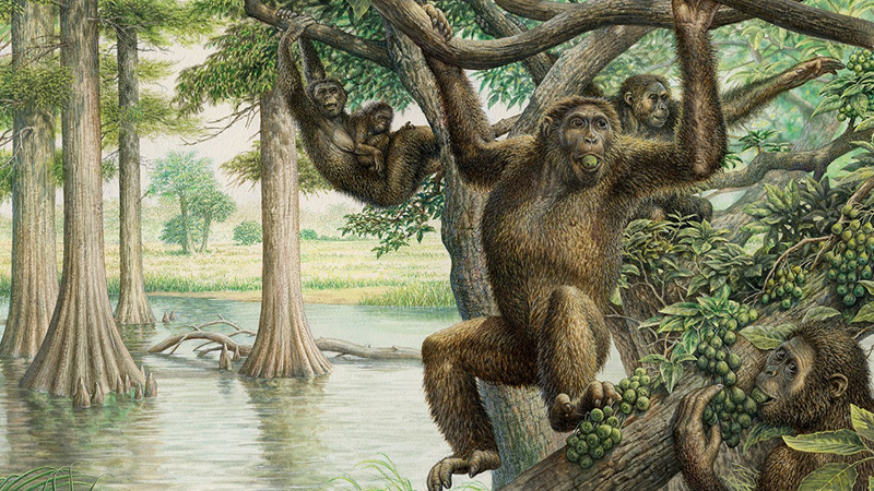 Ape-like Rudapithecus illustration courtesy of John Sibbick