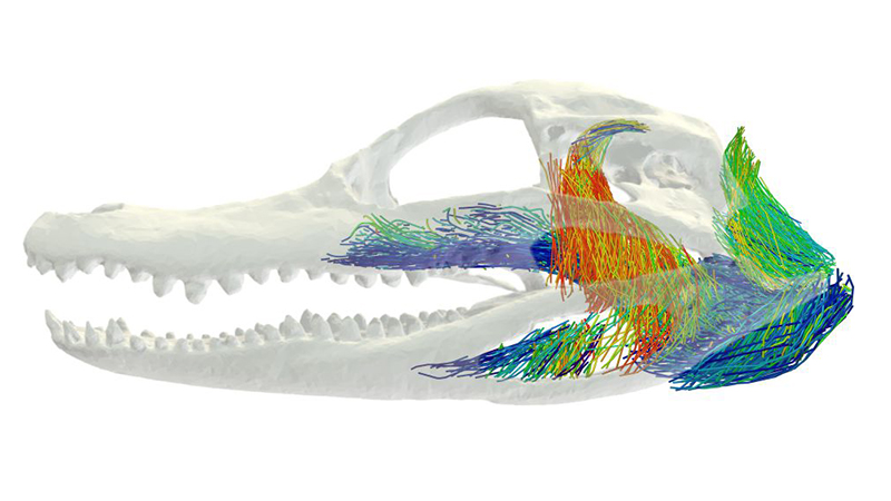 Contrast imaging data and machine learning approaches can now model the 3D architecture of jaw musculature.