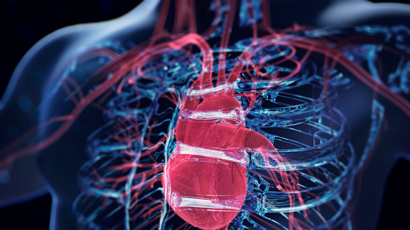 heart contraction illustration