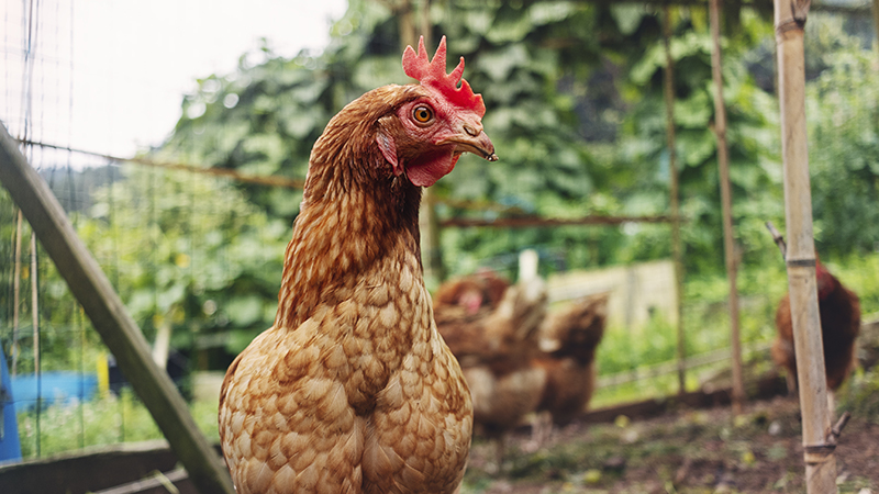 chicken bird in yard