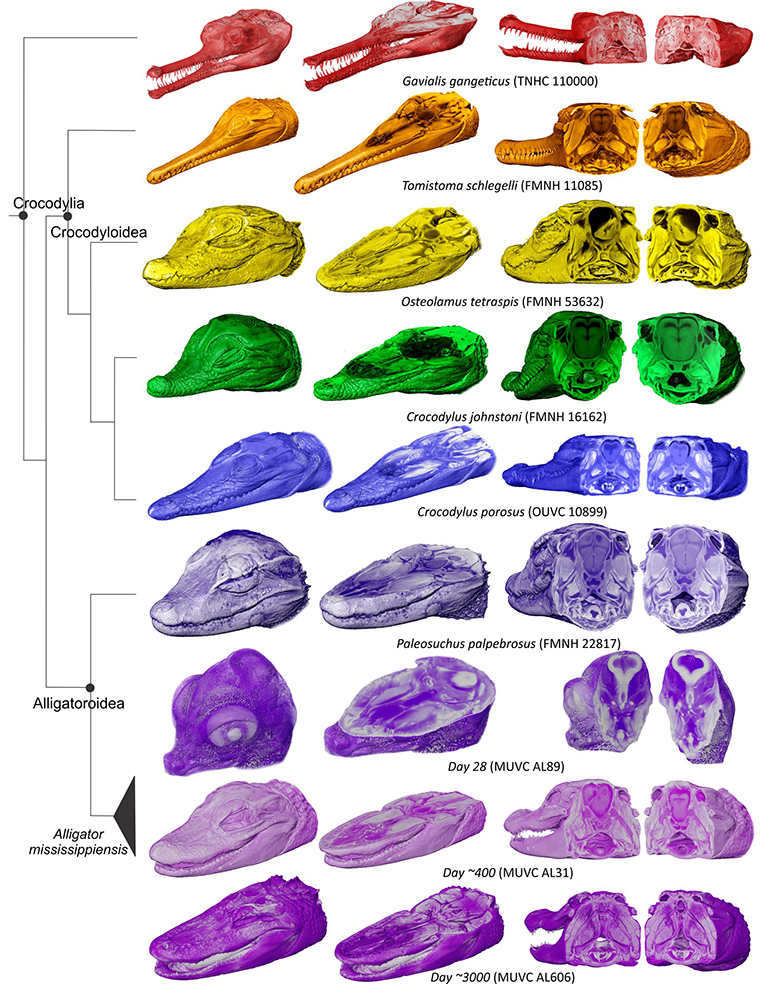3D contrast imaging of different species of crocodilians and developmental sequences of alligators are providing new data to researchers.