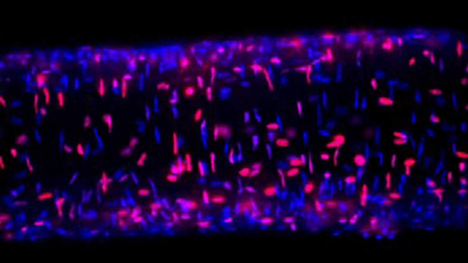 Mouse resistance artery slide image
