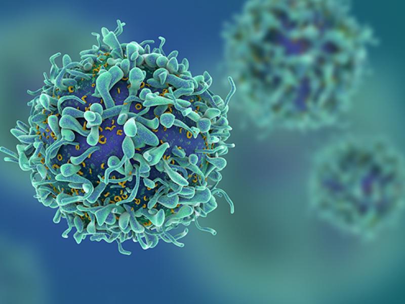 T cell illustration