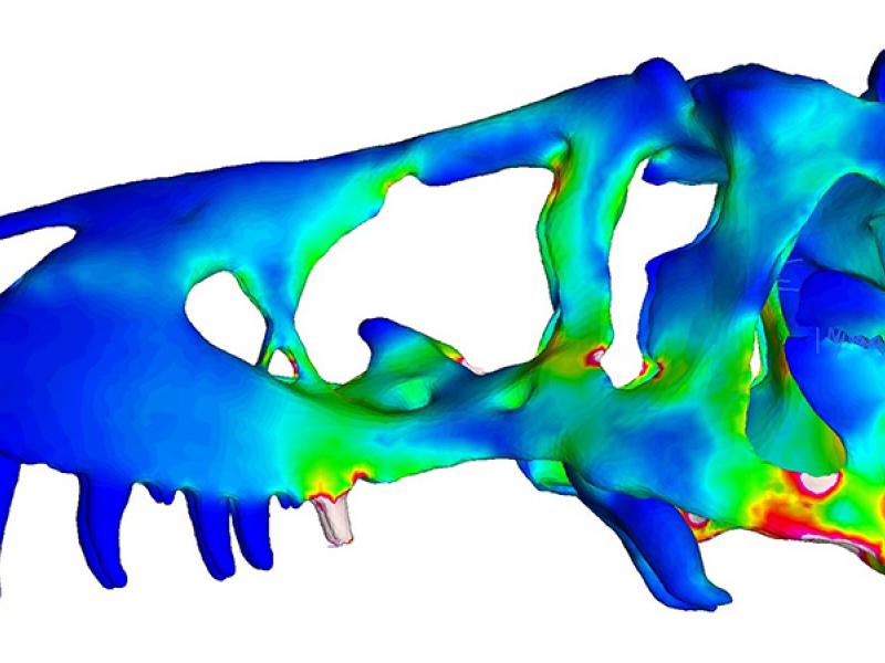 A 3D image of a Tyrannosaurus rex skull