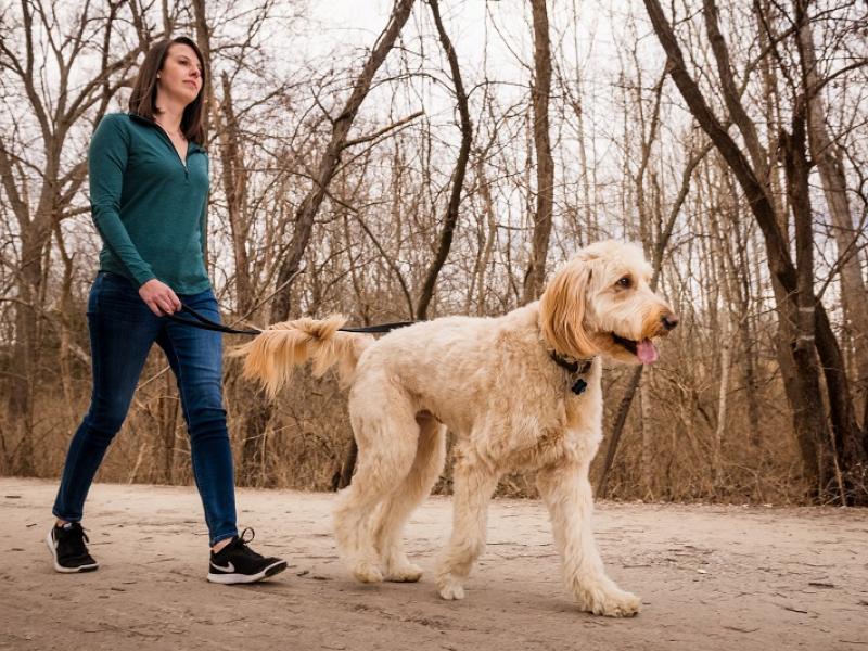 Dog walking on the trail