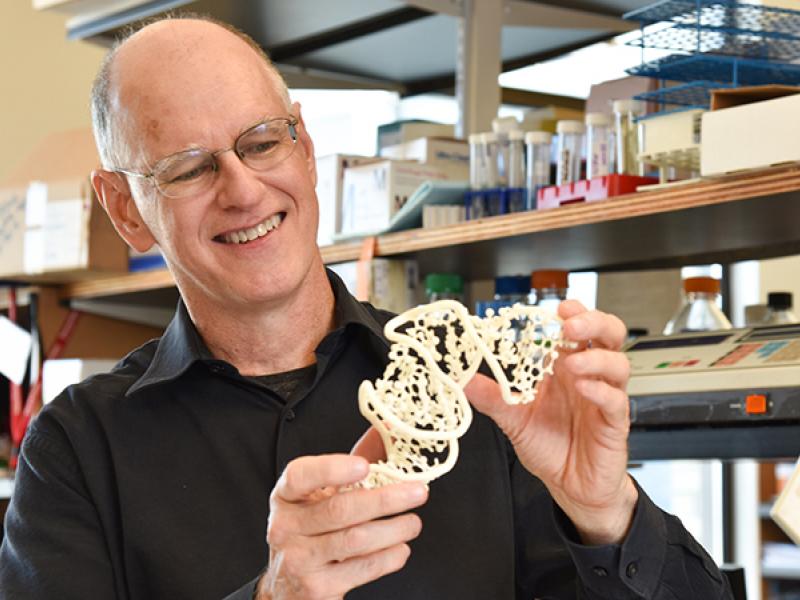 Donald Burke-Agüero examines his model of the RNA protein structure.