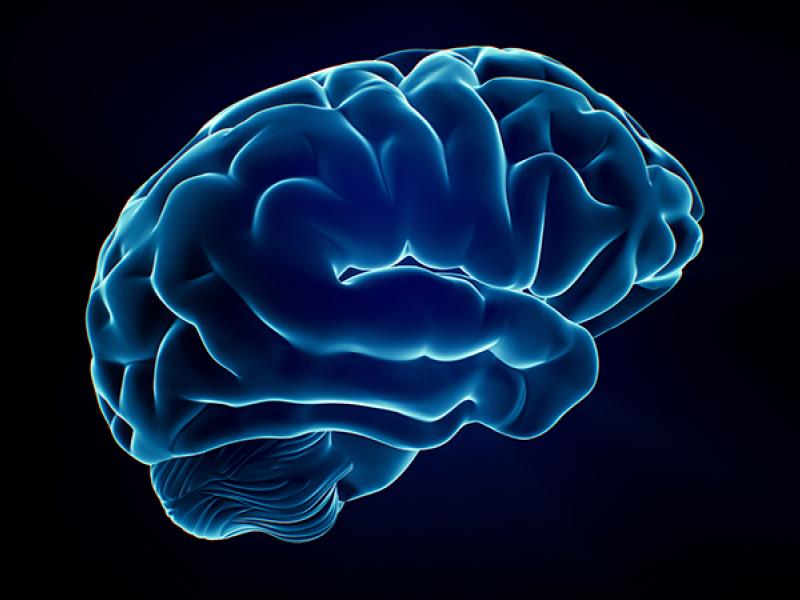 3D brain illustrtion