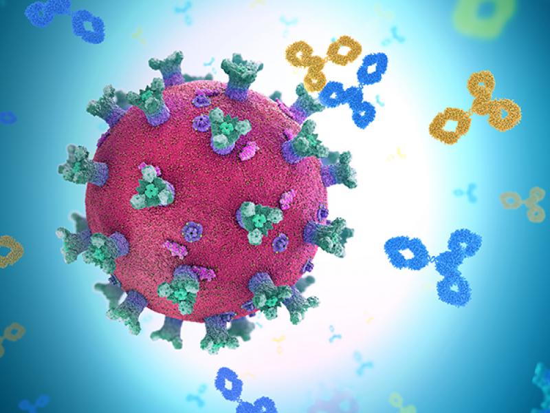 covid-19 antibodies illustration