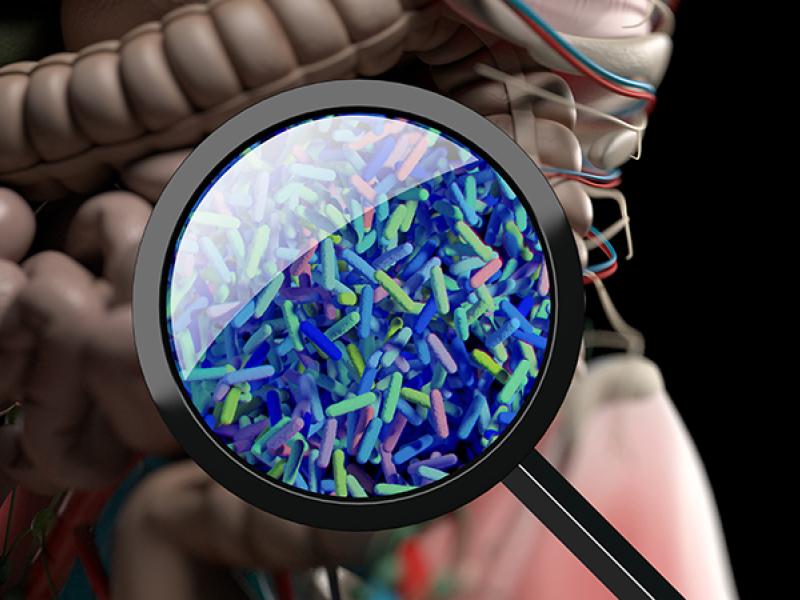 gut bacteria illustration