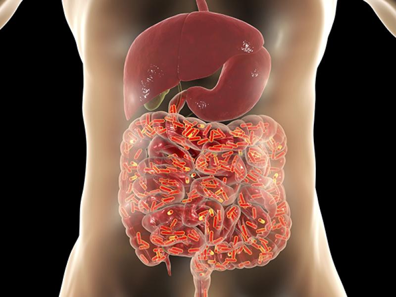intestinal bacteria illustration